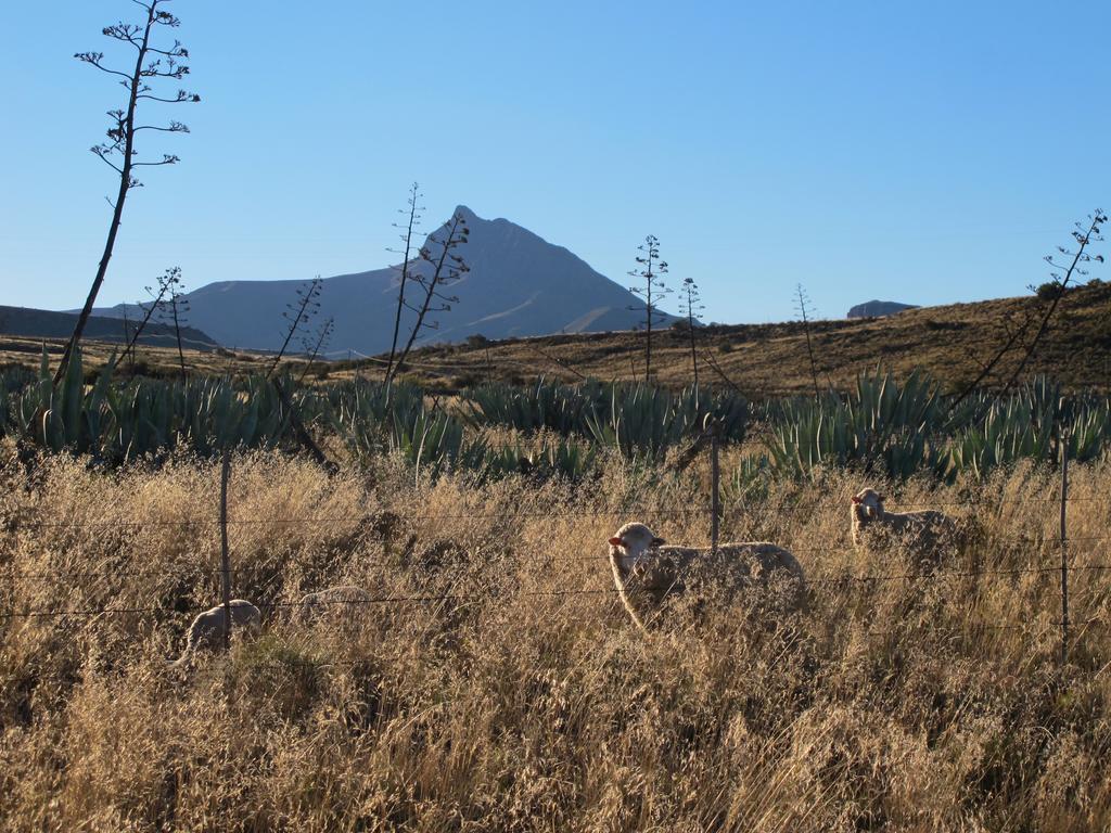 Ganora Guest Farm, Camping And Excursions Nieu-Bethesda Eksteriør billede